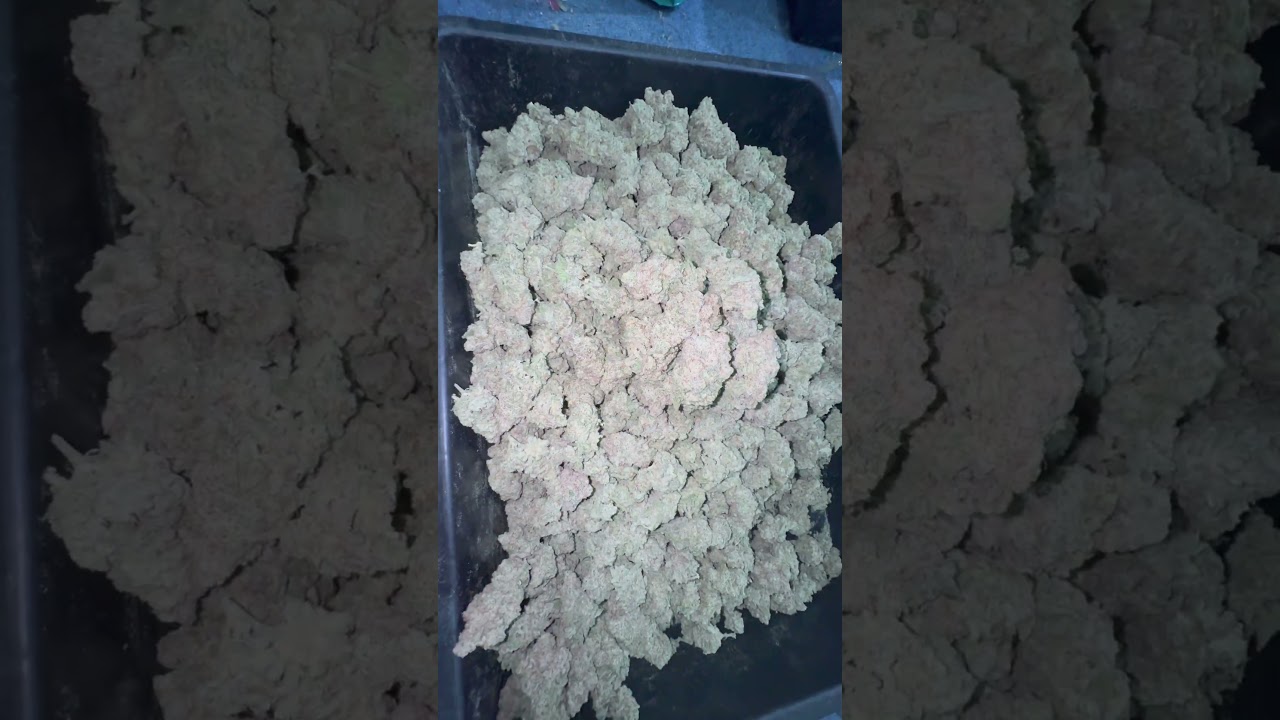 Mac1，由于种种原因花期9周3天就收了！不过还不错！基本上达标