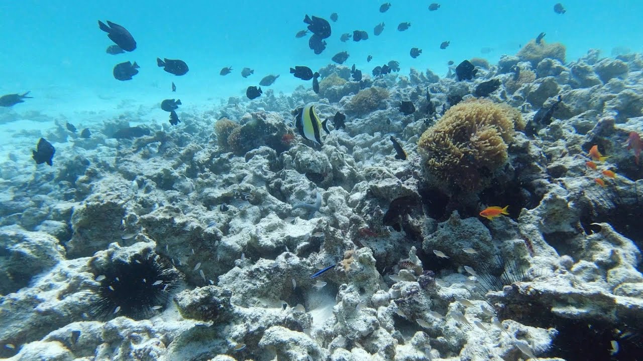 Scuba Dive around Wattabomi at Mnemba Atoll | Trip to Nungwi, Zanzibar, Tanzania 2021