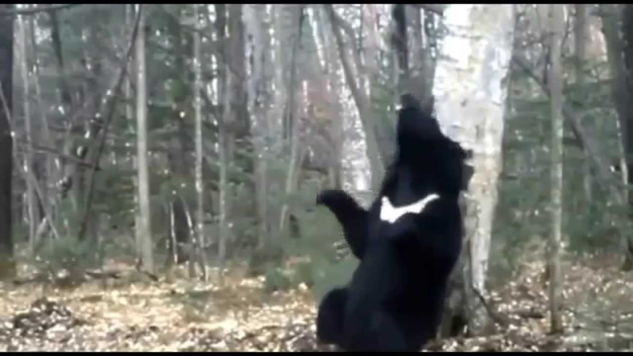 Ursul dansator,Black bear ,hoogs vermaaklike