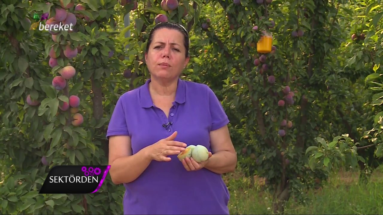 SEKTÖRDEN BETA FİDANCILIK     Erik 2 bölüm