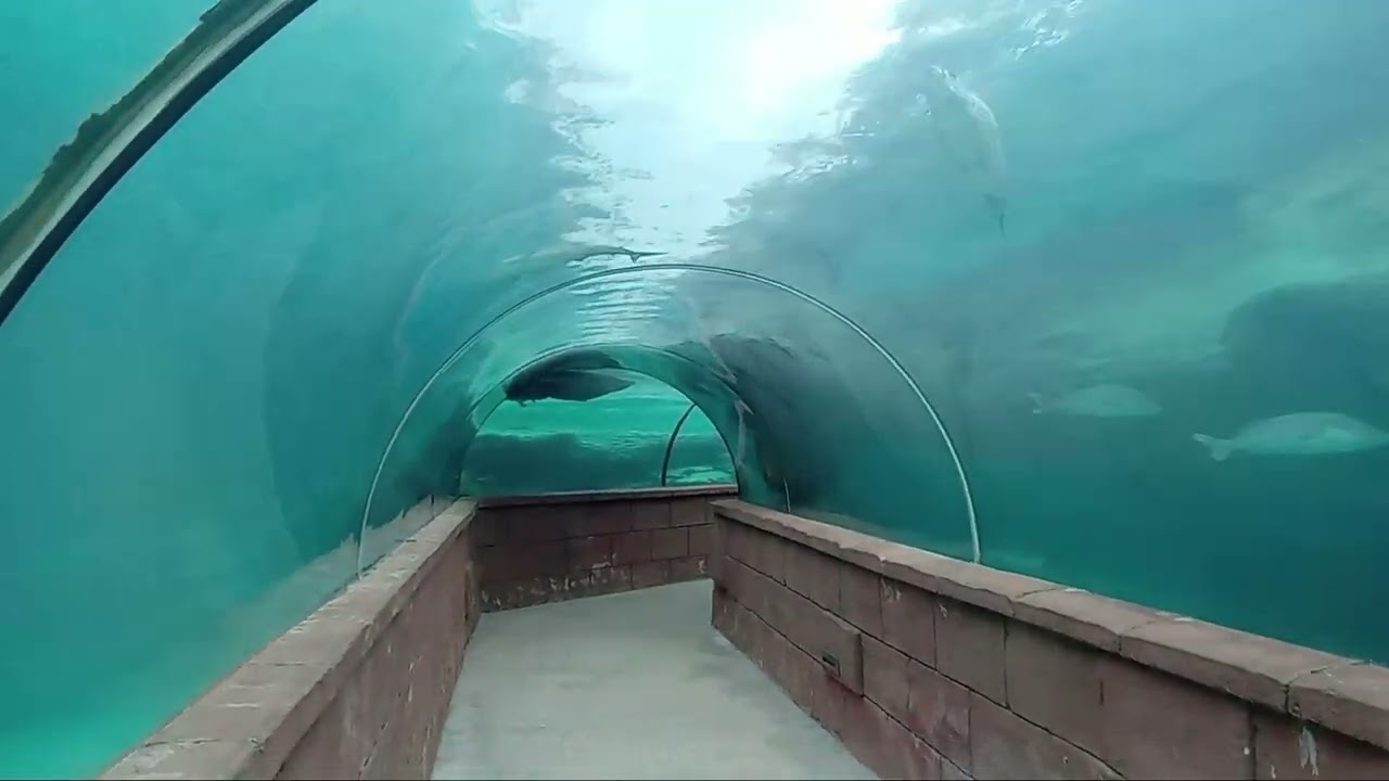 Predator lagoon at Atlantis resort Bahamas 🇧🇸