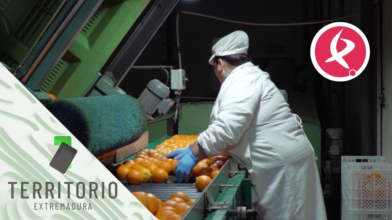 Las famosas naranjas de Montijo | Territorio Extremadura
