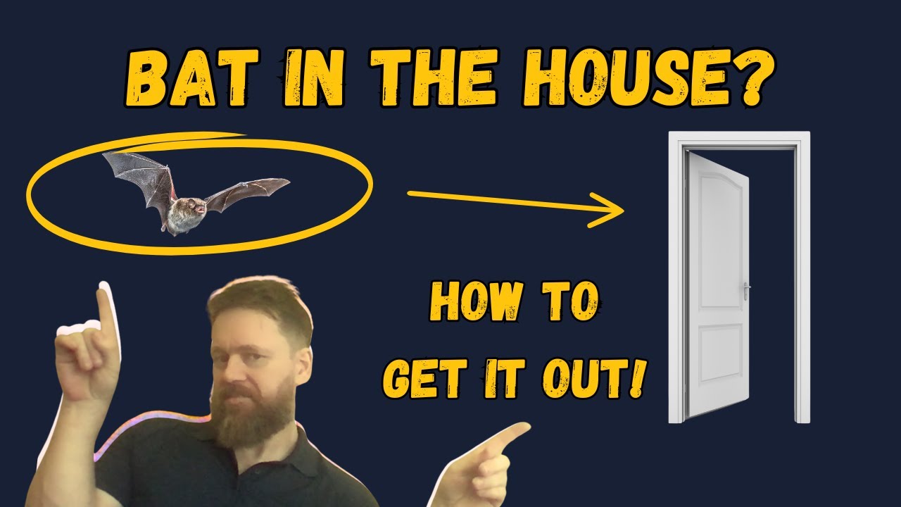The Ultimate Guide To Bat Removal!