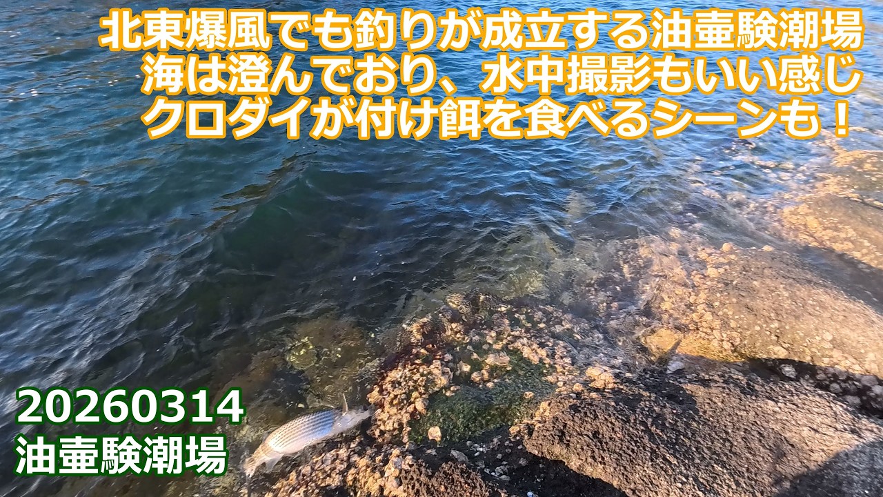 【北東爆風の油壷験潮場】夜中のカサゴ・アナゴから始まり、強烈ファイトは痛恨のバラシへ｜三浦半島・油壷｜2026年3月14日
