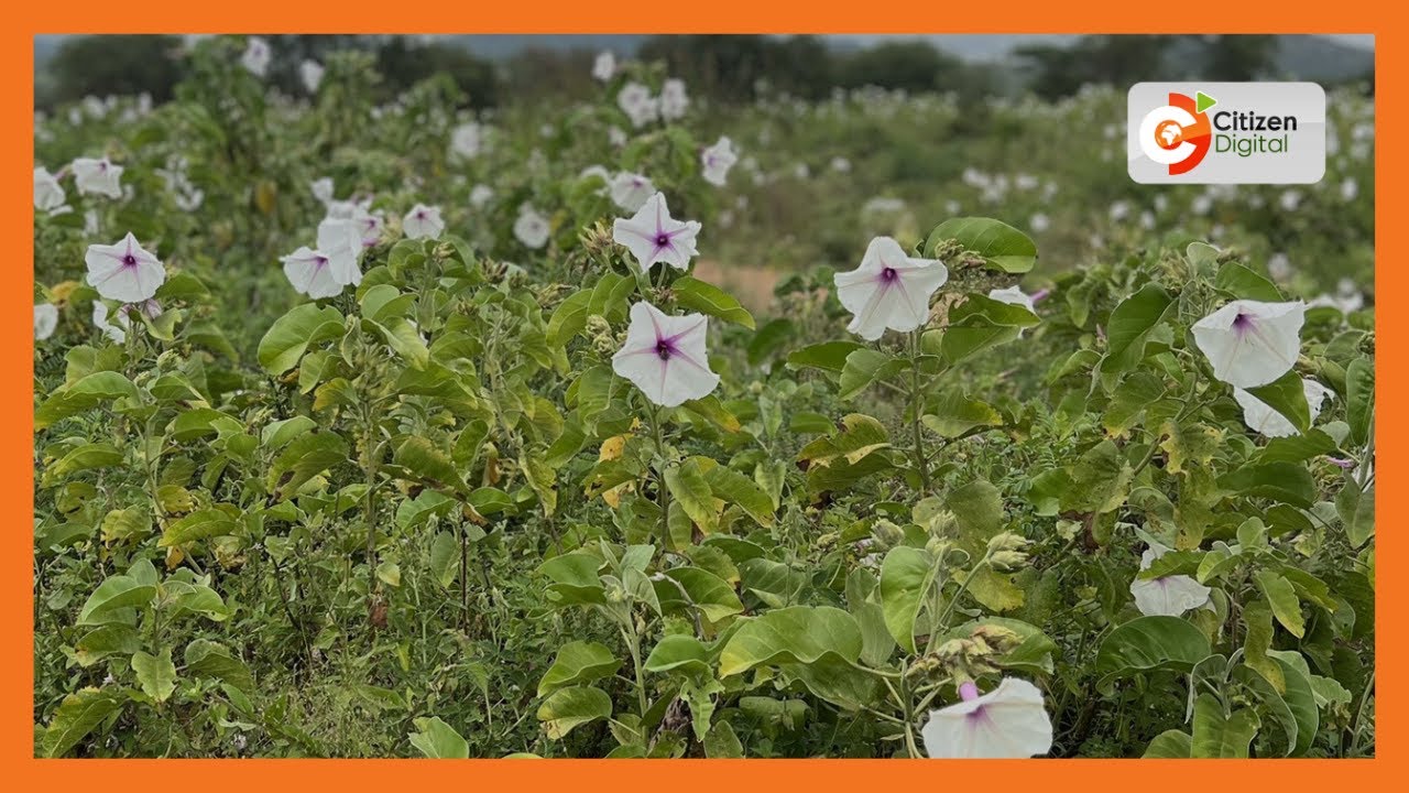 Invasive Ipomea plant has destroyed grazing fields in Kajiado