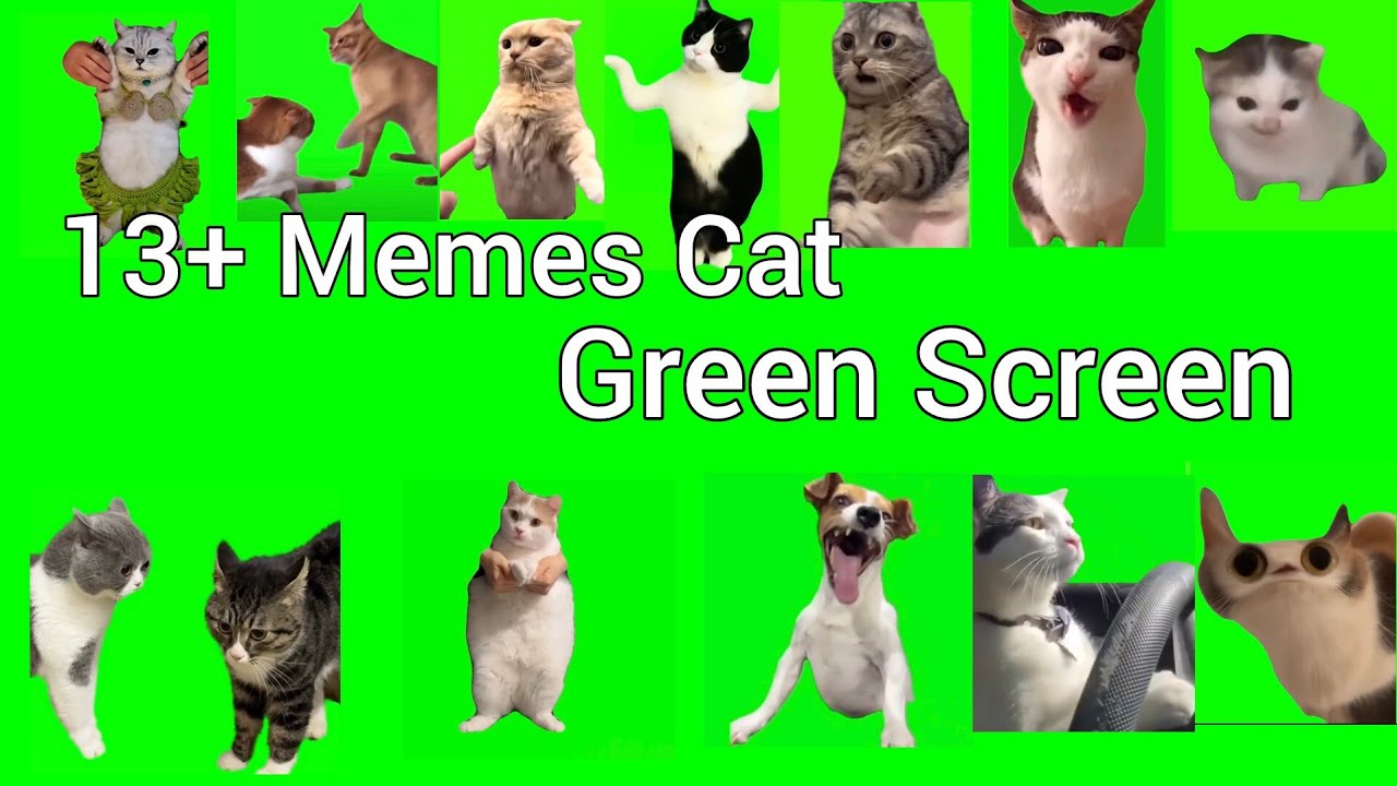 Cat Memes Green Screen ||  Crezy Cat Memes