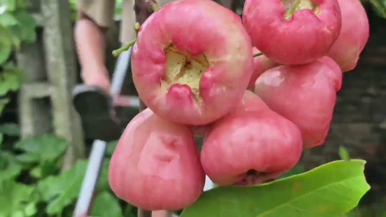 Buổi Sáng Ngắm Hoa Và Thăm Vườn Trái Cây 