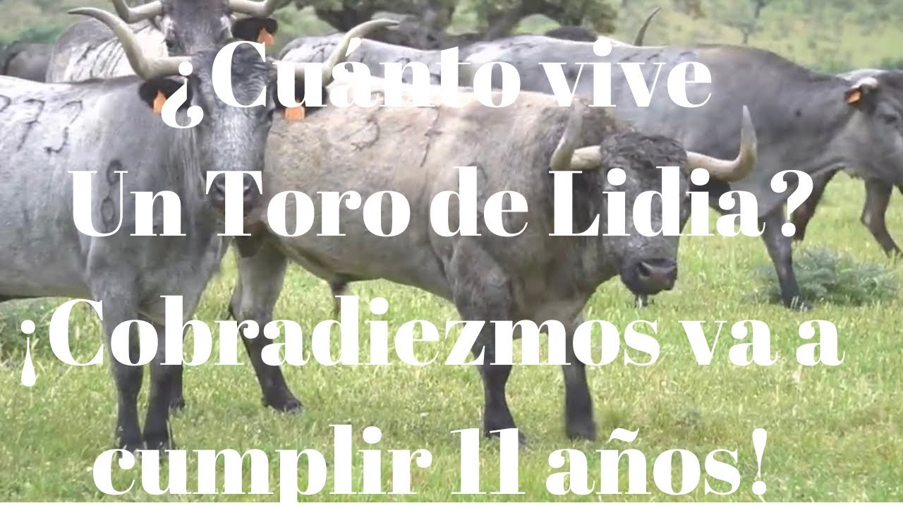 ¿CUÁNTO VIVE UN TORO DE LIDIA? El Bravísimo Toro Indultado COBRADIEZMOS VA A cumplir 11 AÑOS