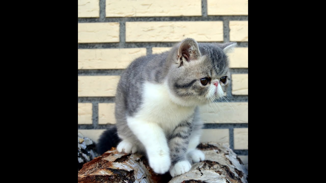 russkaja musika 2015  Coole Russen Exotic Shorthair Cat Exotische Kurzhaarkatze