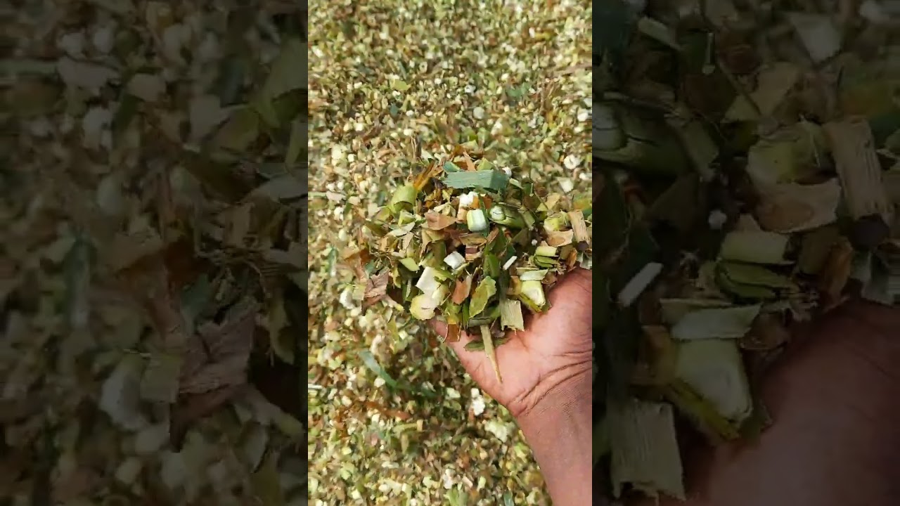 How to make silage  from napier packchong and maize stovers