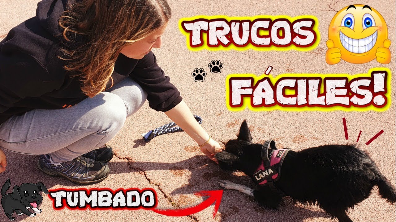 7 TRUCOS F&Aacute;CILES para ENSE&Ntilde;AR A TU PERRO / Aprende con Lana!
