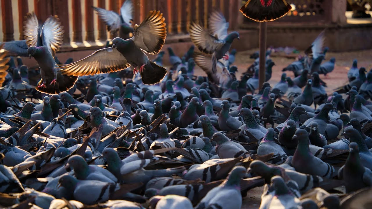 Full Hungary Pigeon’s today👀😲