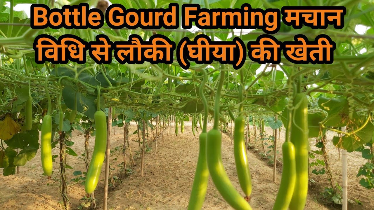 Bottle Gourd Farming मचान विधि से लौकी (घीया) की खेती Louki ki kheti 1 एकड़ में 7 लाख रु कमाए गारंटी