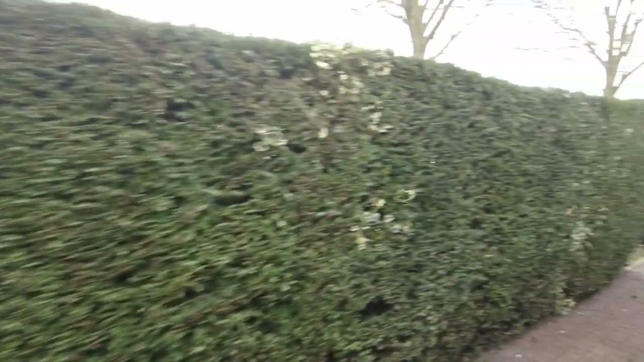 Billy’s Travels Does Bluerose Campsite, Bransburton, East Yorkshire