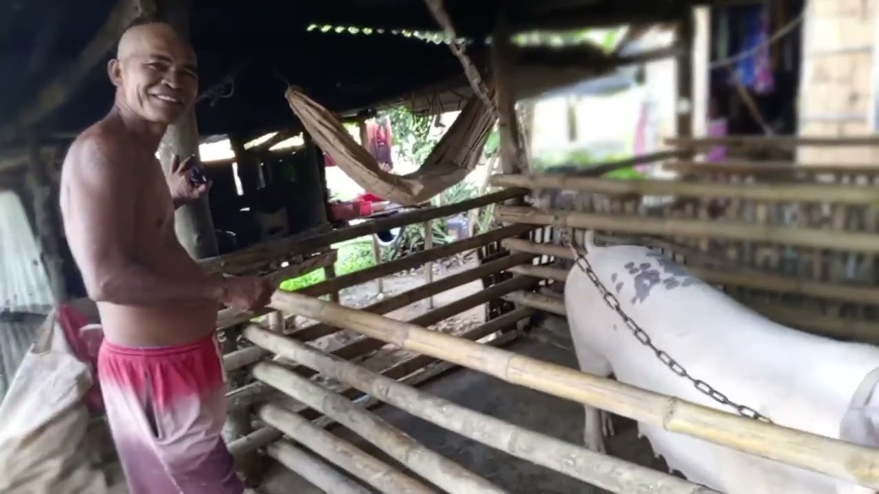 Fael Tips Unsaon pag buhi lempyo nga baboy.
