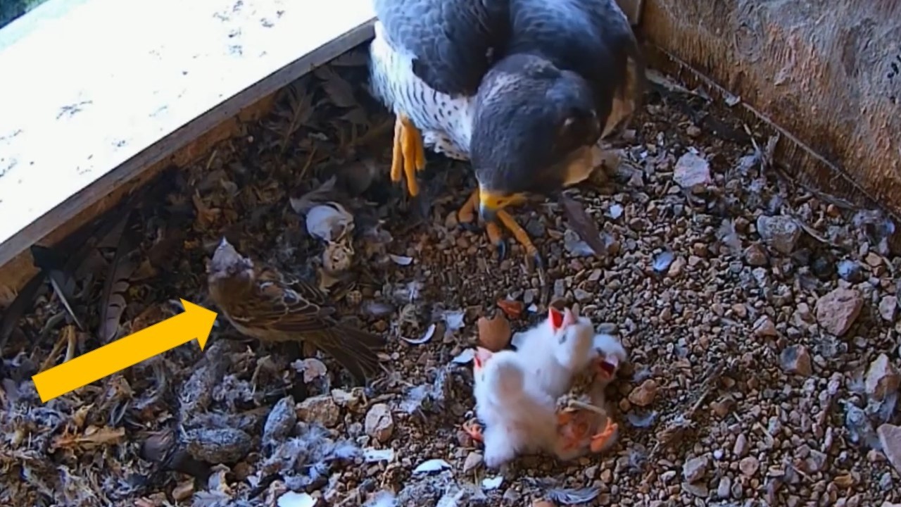 #falcon Cam5#04 Review baby birds in the nest - Dad and mother brings food to feed their chicks
