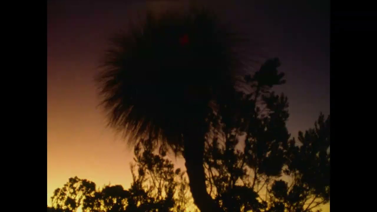 Cin&eacute;ma du r&eacute;el 2025 | Archipelago of Earthen Bones &ndash; To Bunya de Malena Szlam