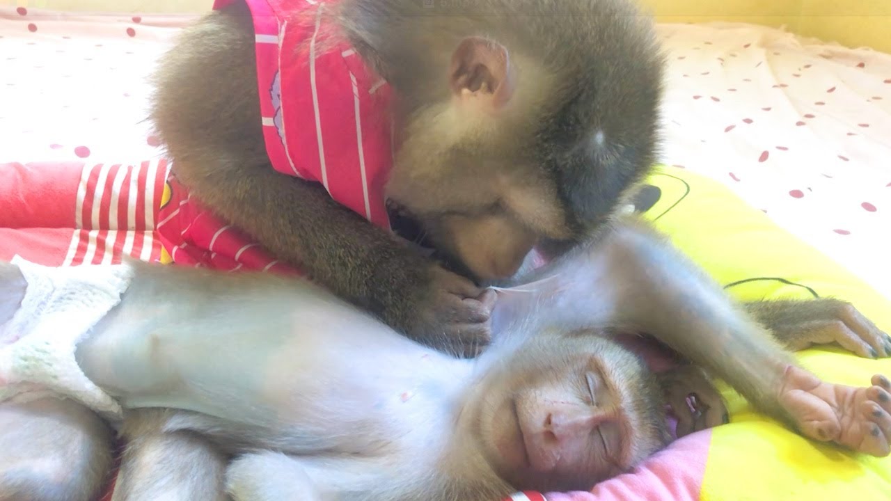 Jason Grooming Armpit To Fix Tiny Bump Skin & Comforting Jessa Sleep At The Same Time