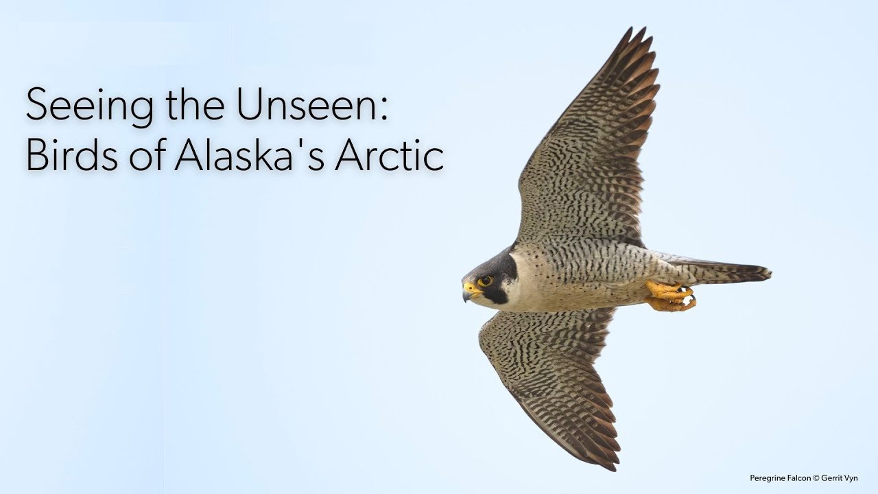 Seeing the Unseen: Birds of Alaska's Arctic Live Event