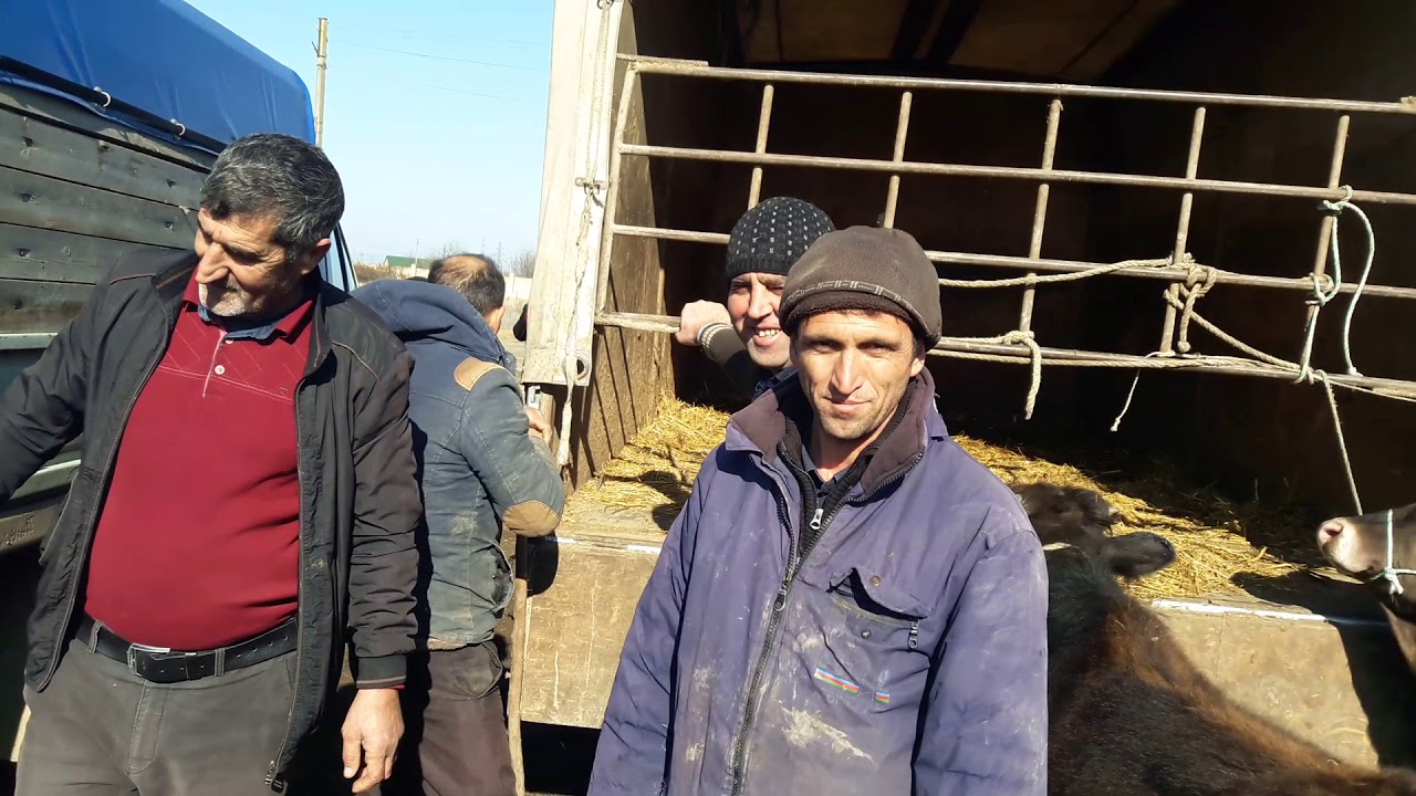 Salyan heyvan bazarı🐂🐐🐏.22.01.20.🐄🐑.ardı var inəklər danalar camışlar.☎️🇦🇿055 336 50 72.Fərid