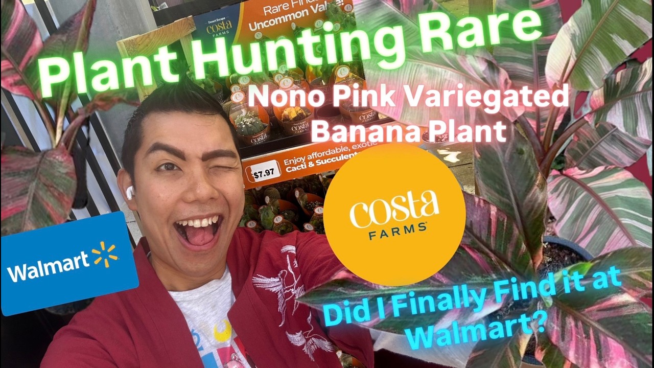 Можно ли найти в этом магазине Walmart сорт пестролистного розового банана Nono от Costa Farms Ra...