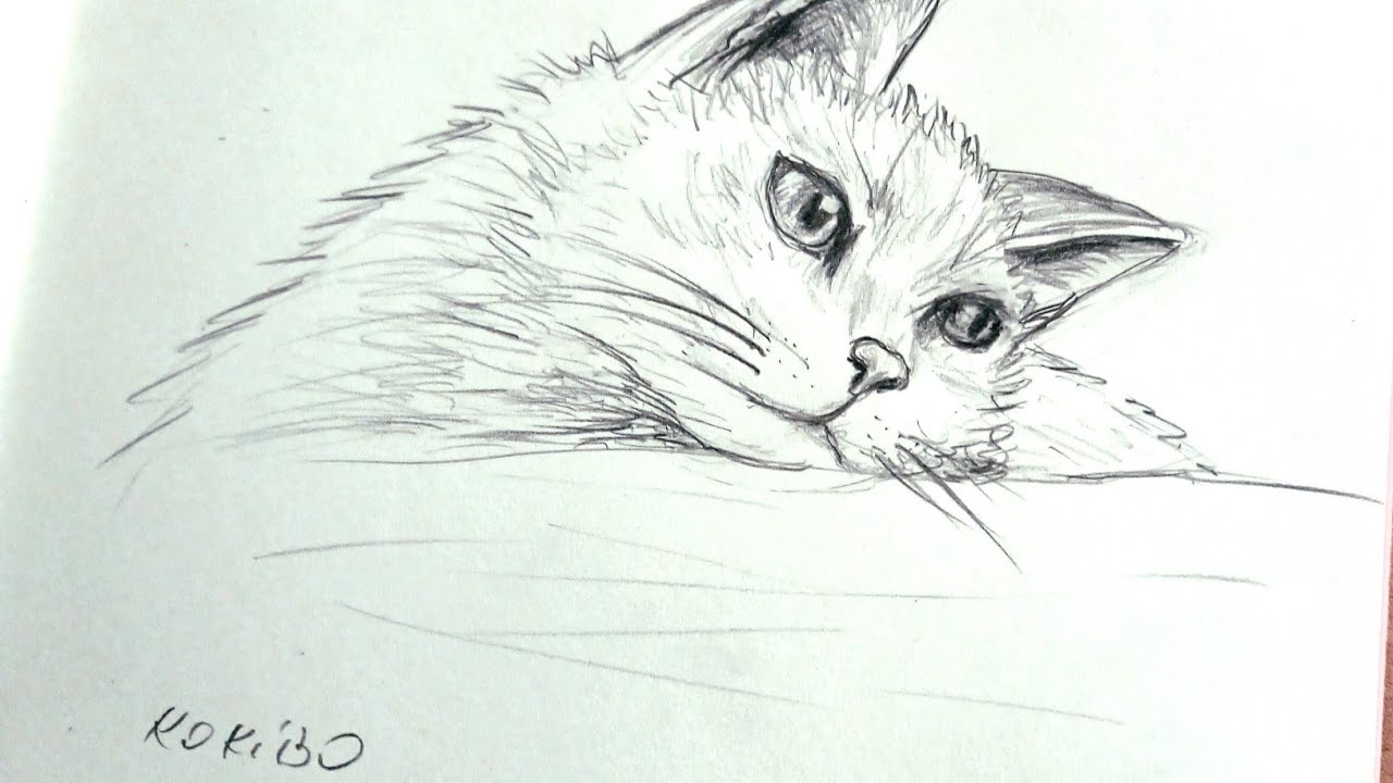 Dessine chat reposé et joyeux @kokiboOki #sketch #dessine 