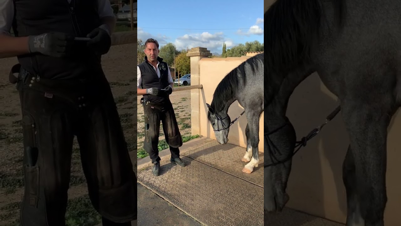 Hufrisse,brüchige Hufe ,hufschuhe kleben
