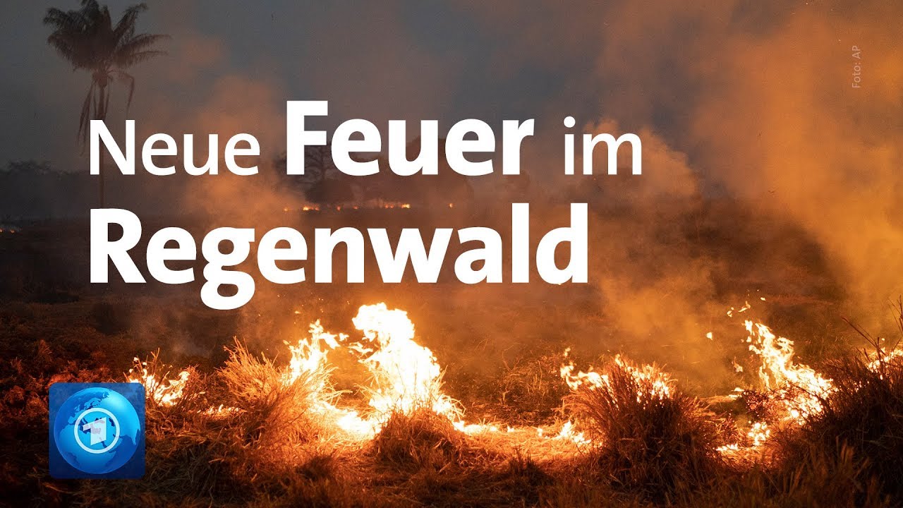 Neue Brände im Amazonas-Regenwald: Tausende Soldaten im Einsatz