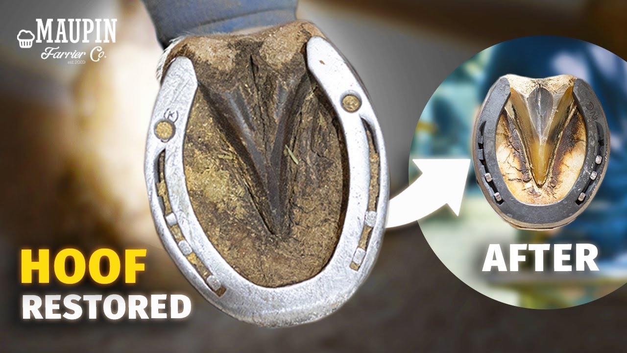 4K ASMR | Satisfying Full Hoof Restoration