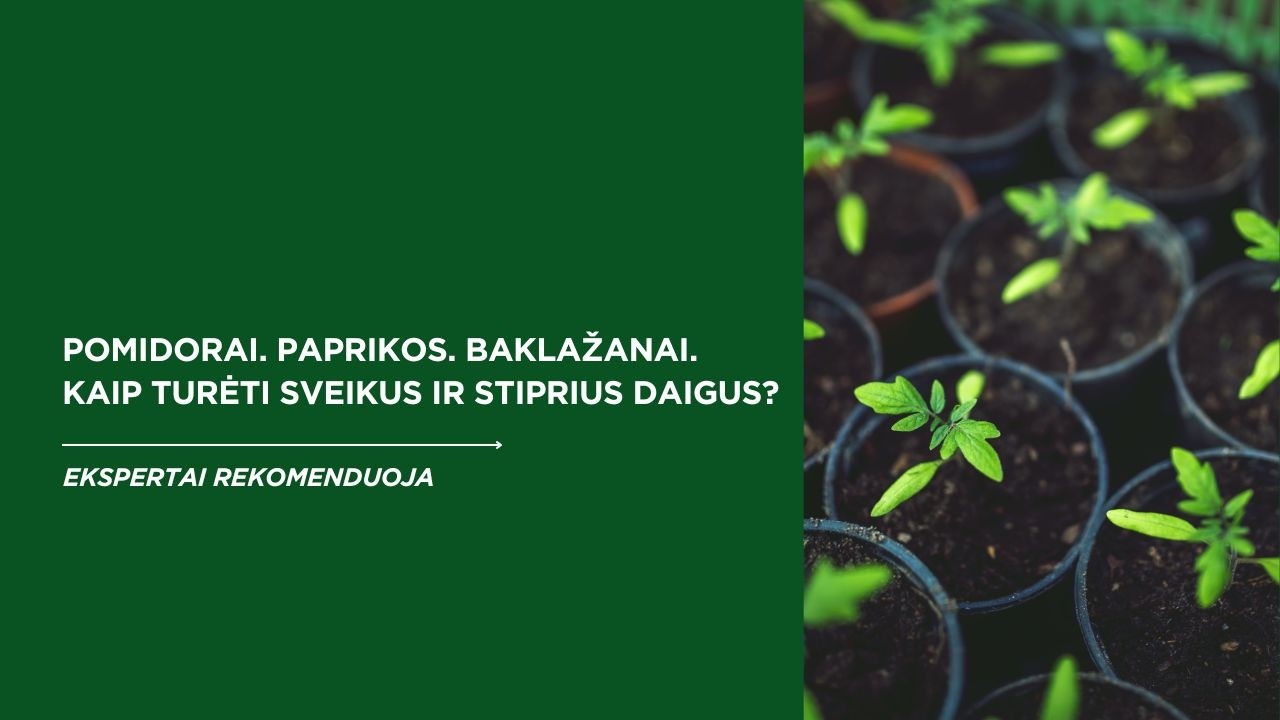 Pomidorų, paprikų ir baklažanų daigų sėkmės paslaptis