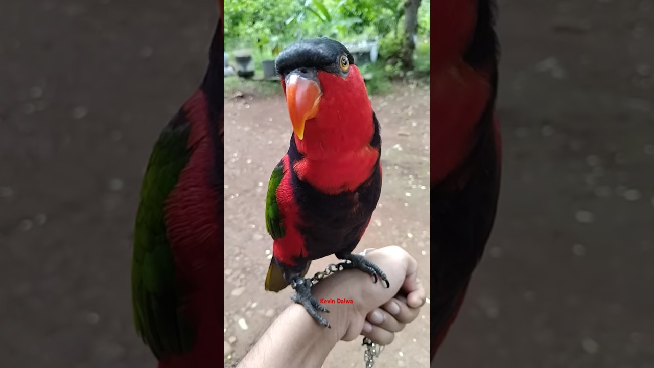 Burung Nuri kepala hitam #parbeng #parrot