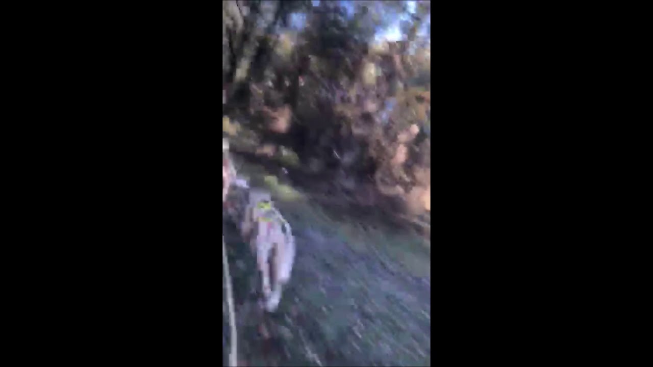 Training van het Konaki-juvo  pure breed racing siberians