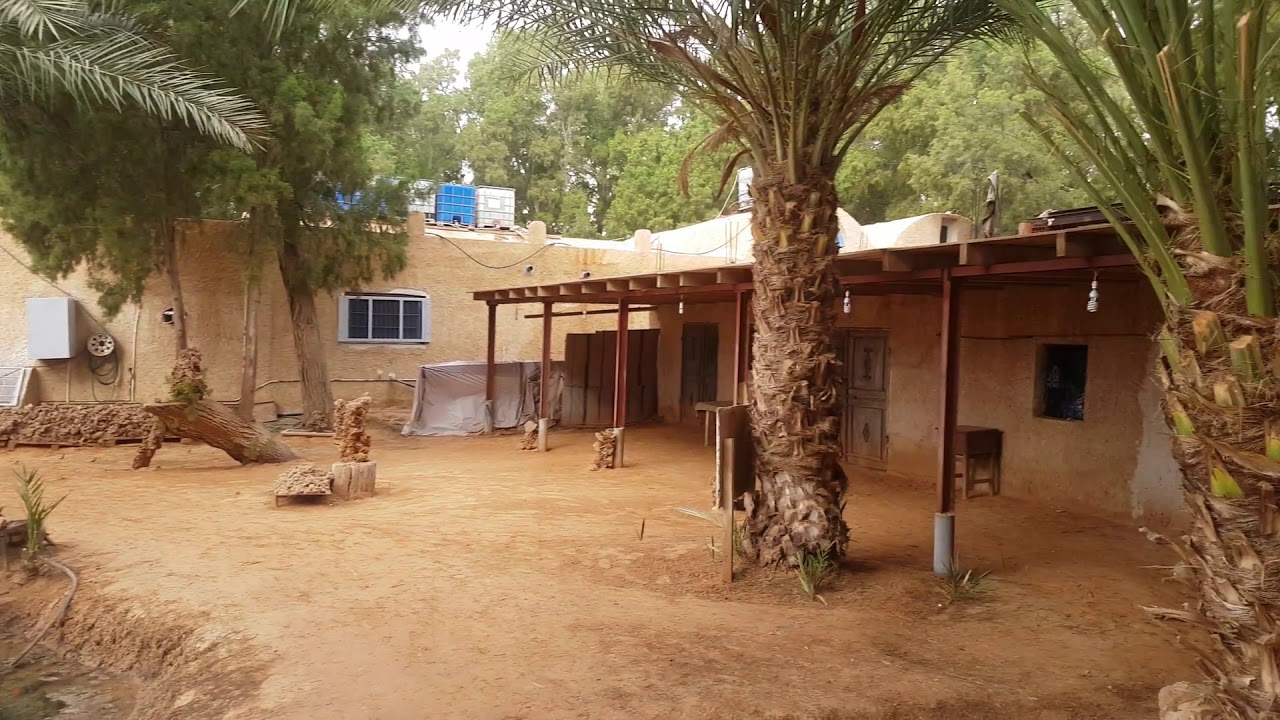 Ksar Ghilane Oasis - Sahara