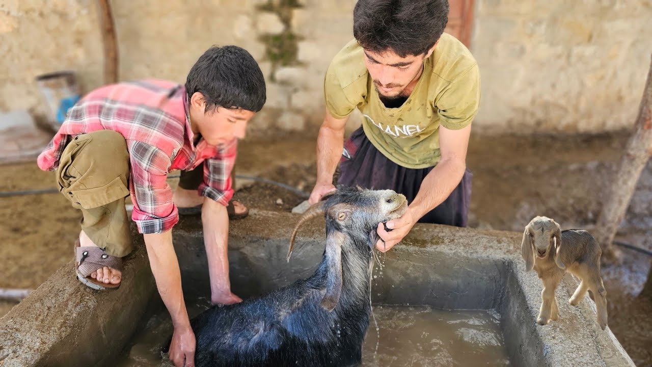 Primitive Mountain Life – How Nomads Wash, Disinfect & Care for Their Goats | Traditional Cooking