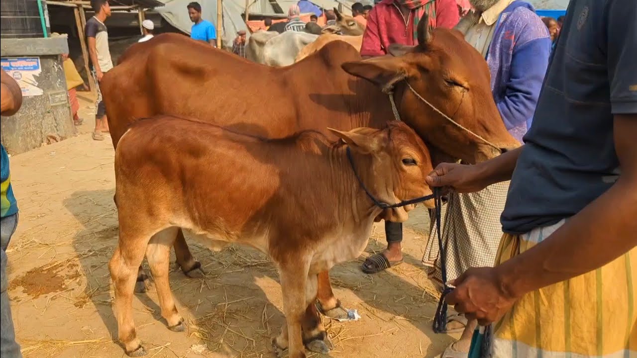 আজ ২০ ফেব্রুয়ারী ২০২৬ || গাভী বাছুর সহ দাম দর নওগাঁর চৌবাড়িয়া হাট || #গরুর_হাট 