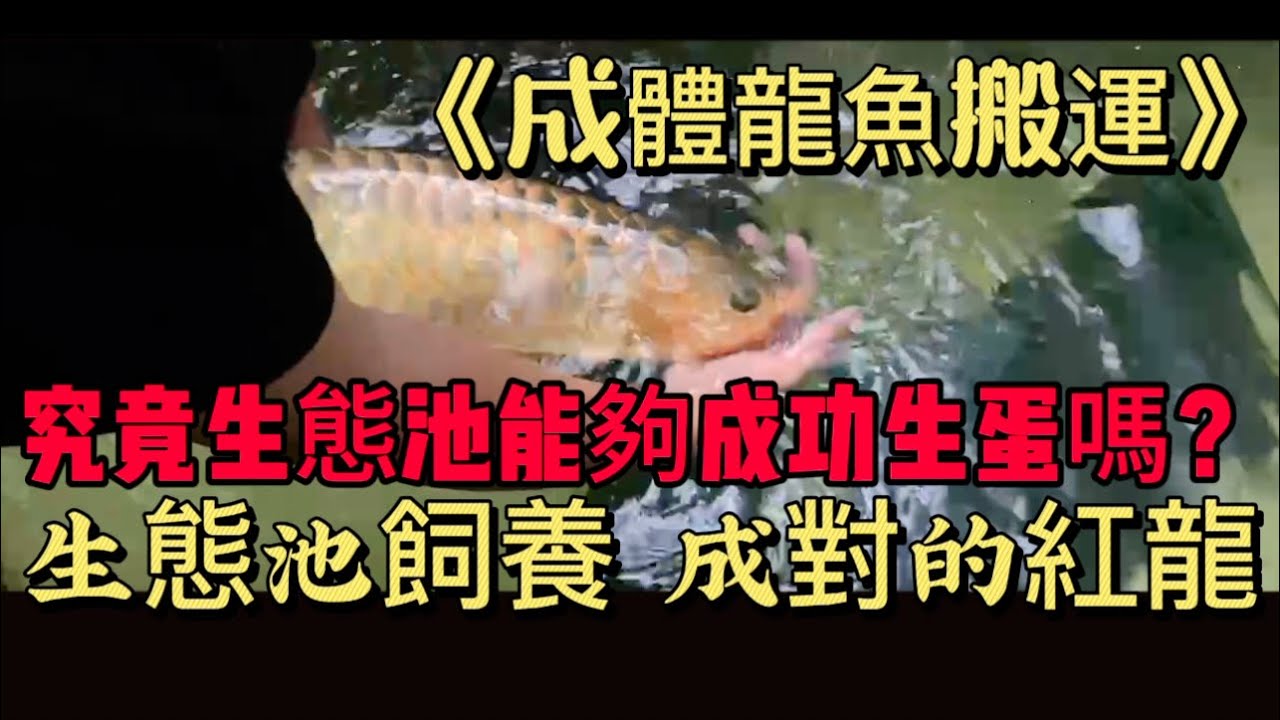 【樂魚愉人水族】紅龍對魚搬運生態池 #樂魚愉人水族 #水族館 #名將龍魚 #紅龍 #血紅龍 #龍魚 #大型魚