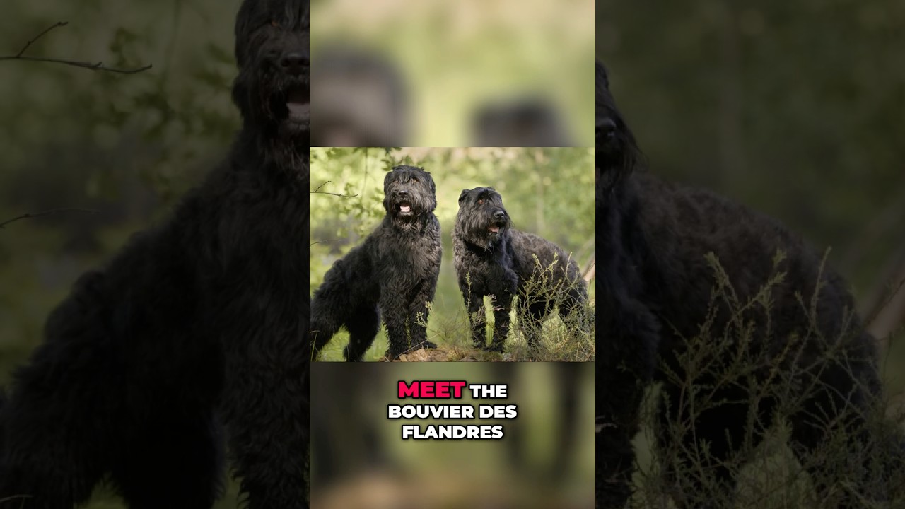 Meet the Bouvier des Flandres: The Ultimate Floof Tank