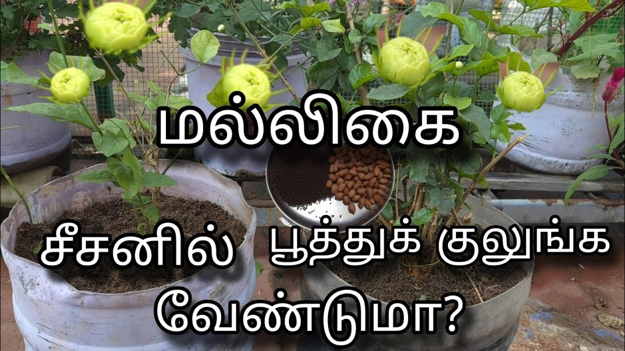 மல்லிகைக்கு திடவுரம் இப்படி கொடுங்க| Organic Fertilizer | Jasmine | Mogra| Terrace Garden