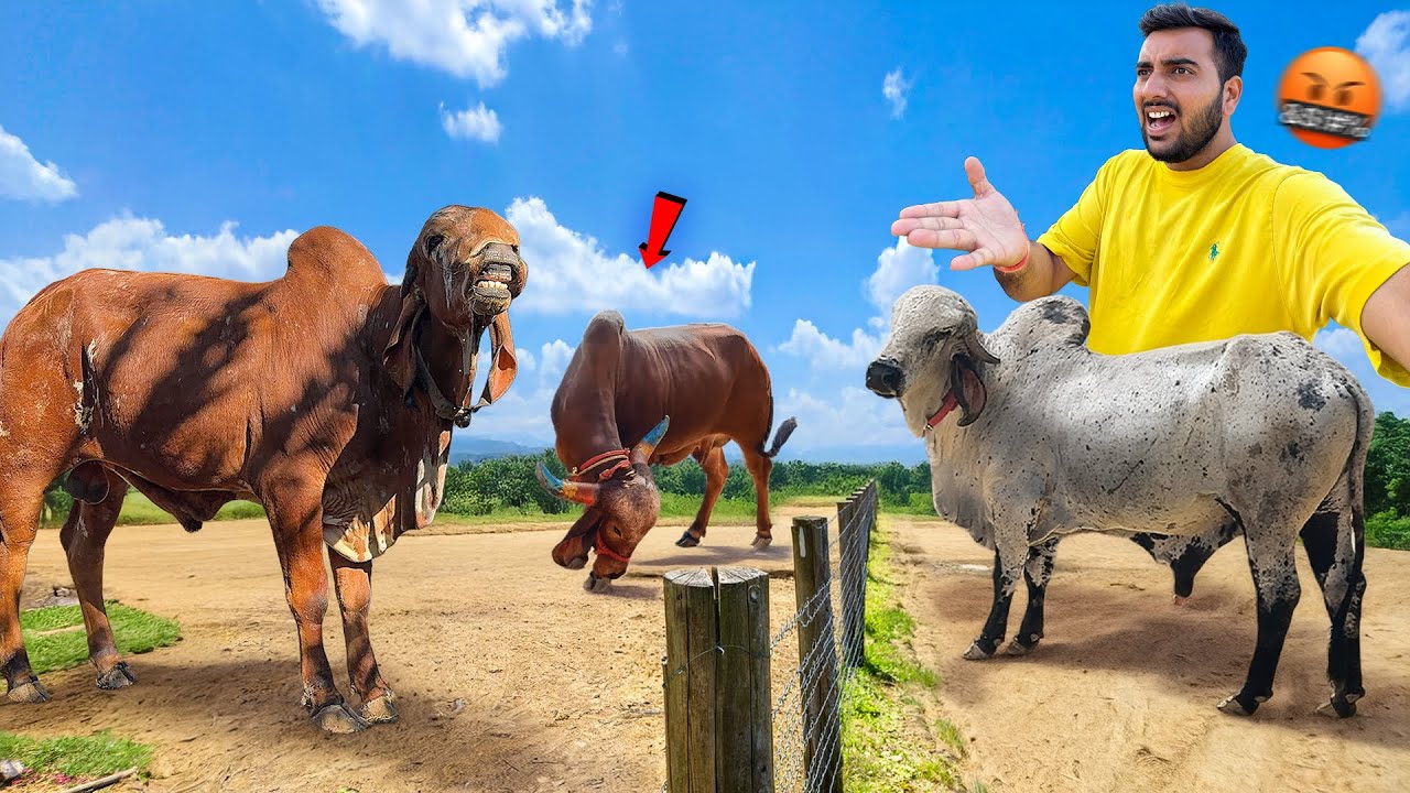 2 Gaay Ki Meeting Me 3 Bull🐂Baglino Ko Chance Mil Gaya😃￼