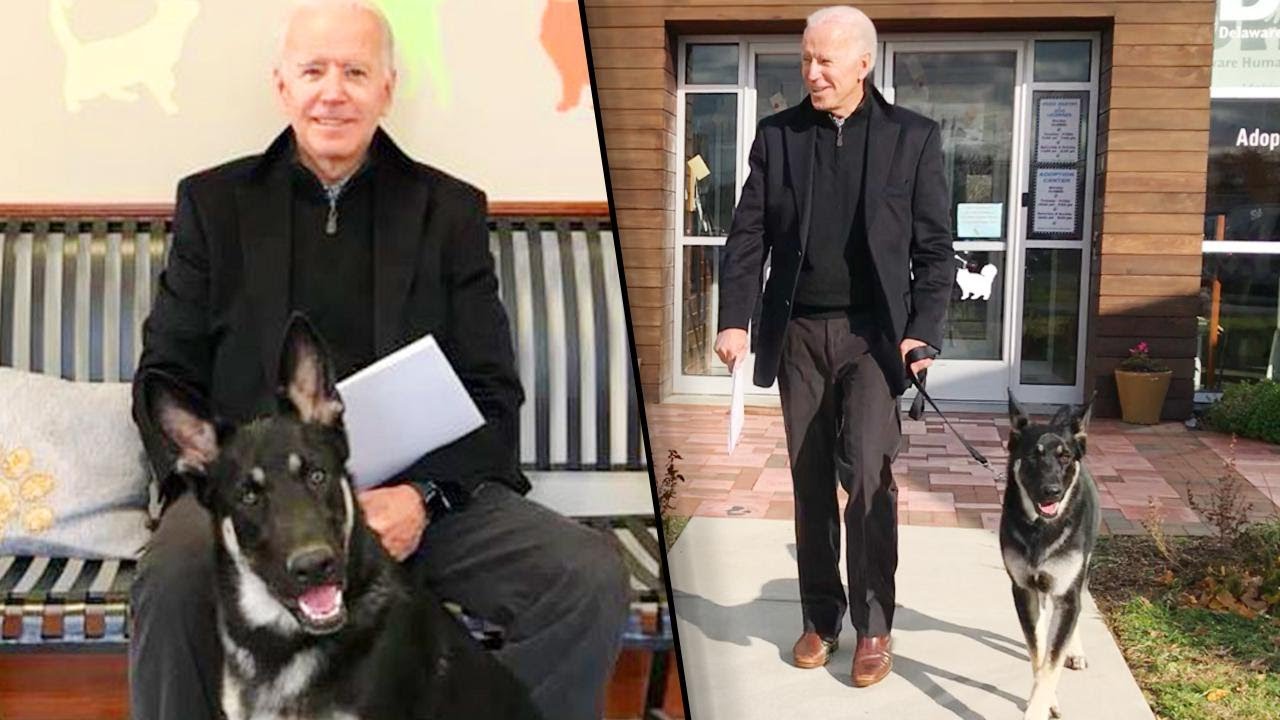 Former Vice President Joe Biden Adopts German Shepherd Named Major