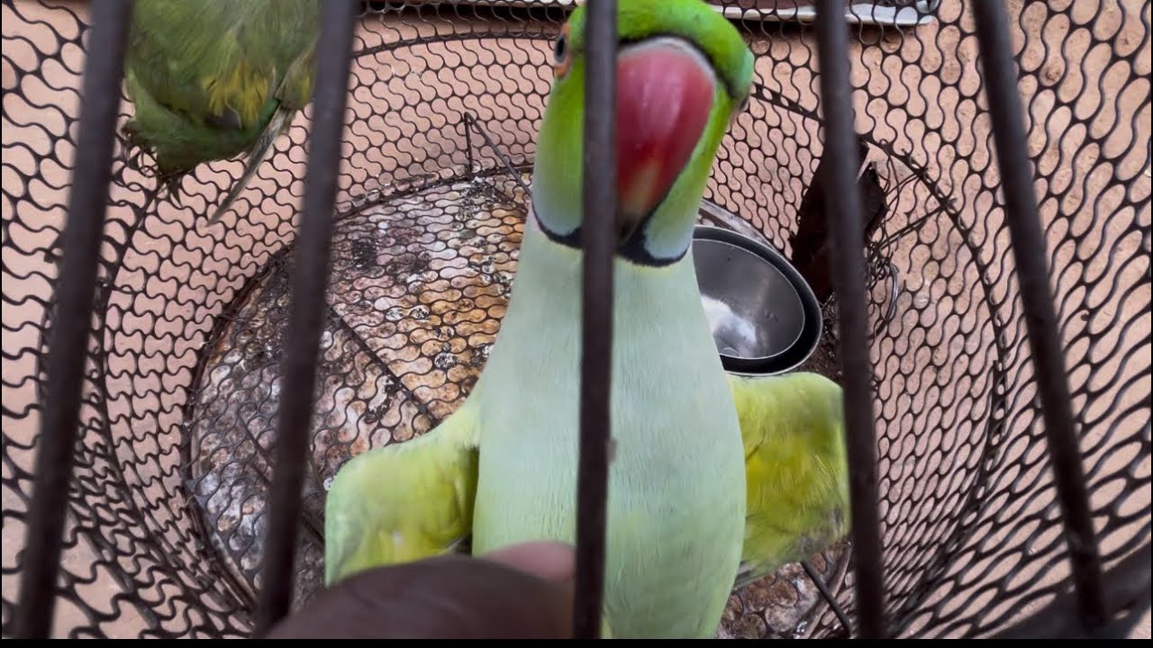  🦜💕✌️day 32./100 Parde video✌️ #teamfx #viralvideo #mitthu#parrot