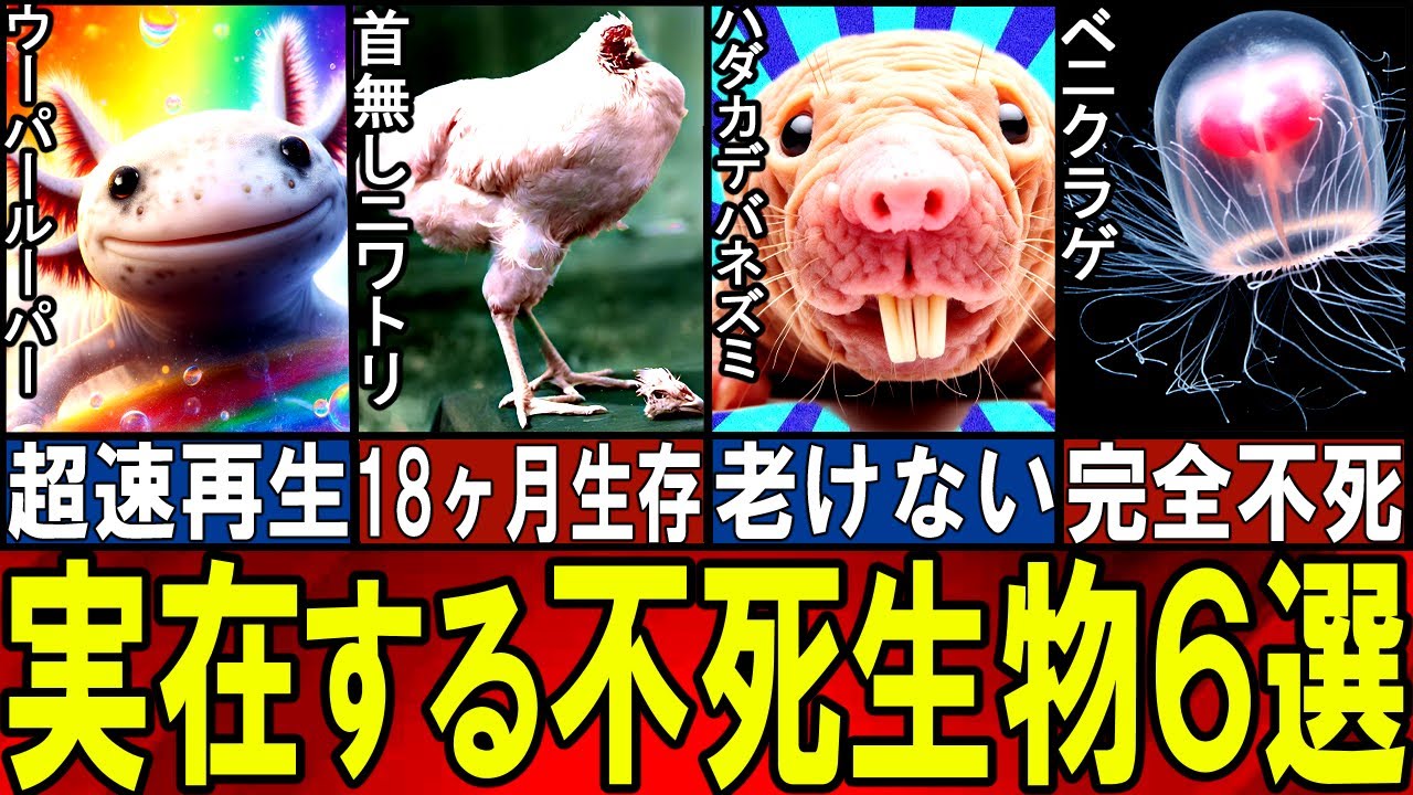 【閲覧注意】不気味すぎるアンデッド生物６選【ゆっくり解説】【動物おもしろ雑学】