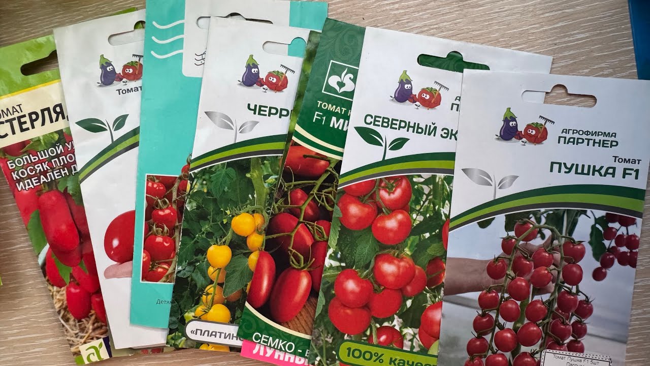 15 марта , и все сорта томатов взошли на все 💯 % . 