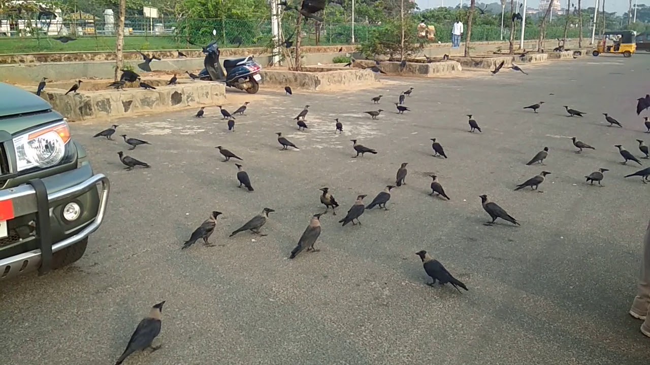 Sound of Crows cro cro cro crow Crow