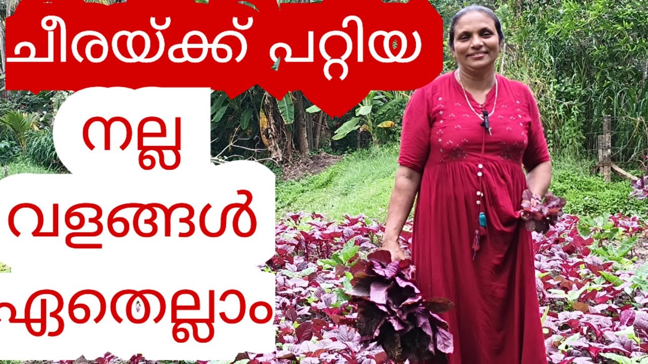 20ദിവസം കൊണ്ട് ചീര തഴച്ചു വളരും |Cheera krishi malayalam 
