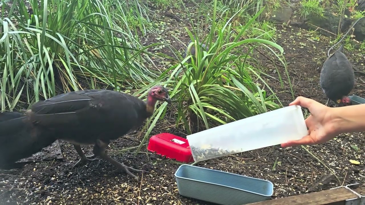 Trying to train bush turkeys!