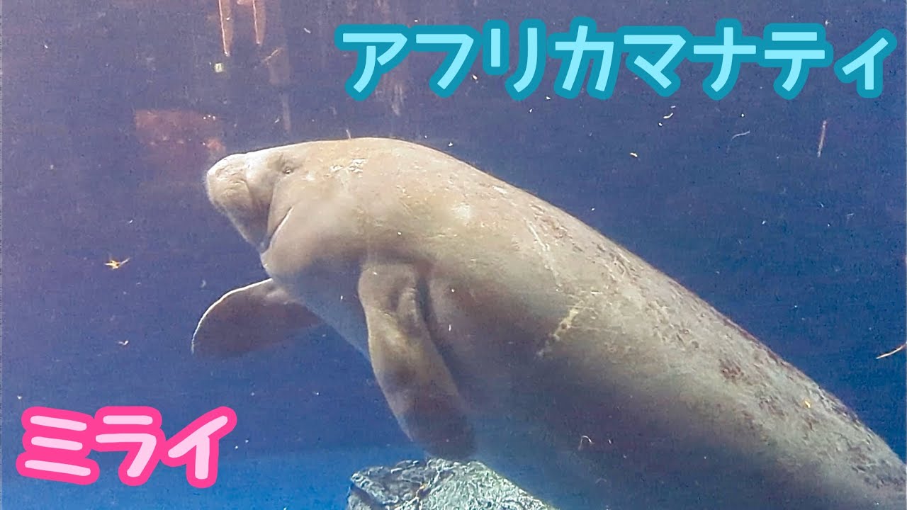 アフリカマナティー　ミライちゃん　ゆったりと泳いでいる様子です【鳥羽水族館】West african manatee Mirai-chan Toba Aquarium 