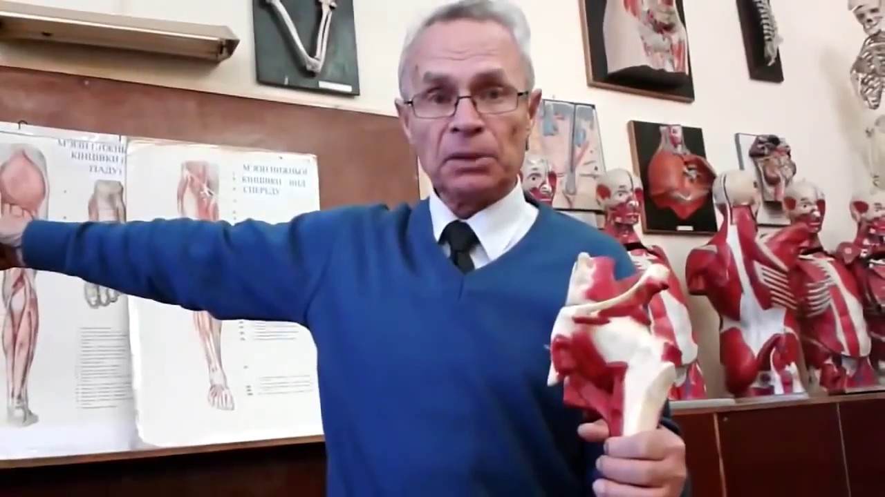 М'язи нижньої кінцівки