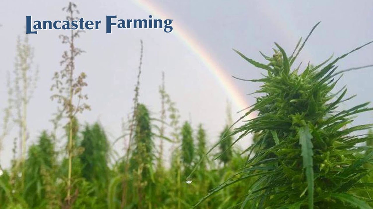 The Genetics of Hemp with Cornell University's Larry Smart
