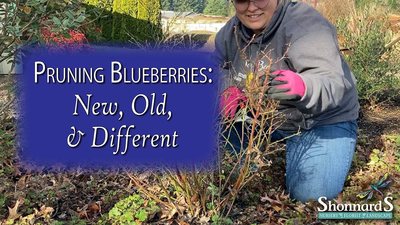 Pruning Blueberry Basics